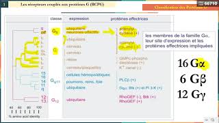 Leçon 12  Voie de Signalisation 1  Récepteurs Couplés à la Protéine G 1 [upl. by Clerk]