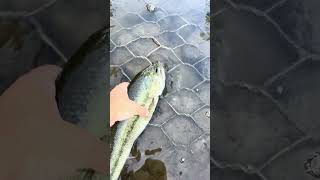 Best release ever 🤔 outdoors bassfishing catchandrelease fishing bass nature fish fyp [upl. by Riobard]