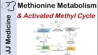 Methionine Metabolism and Activated Methyl Cycle  Pathway and Purpose [upl. by Sharleen]