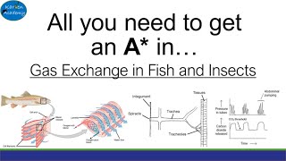 Gas exchange in Fish and Insects ALevel [upl. by Anihpesoj]