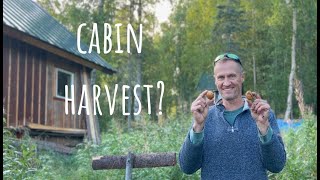 Harvesting Gold Blueberries amp Potatoes from Our OffGrid Cabin in Alaska [upl. by Wilen]