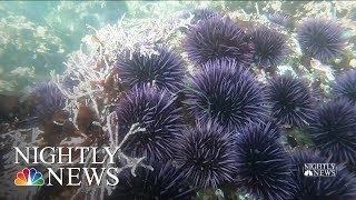 Northern California’s Kelp Forests In Danger Impacting Larger Ocean Ecosystem  NBC Nightly News [upl. by Adnawyek]