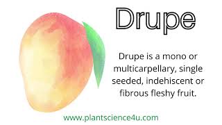 What is a Drupe Examples of Drupe fruits [upl. by Dajma434]