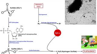 Intestinal Sulfate Reduction to H2S by SulfurReducing Bacteria [upl. by Frentz]