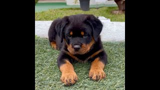 Filhote de Rottweiler [upl. by Ellenig]