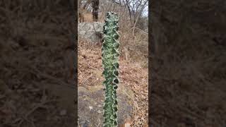 Beautiful Euphorbia in habitat nature euphorbia africa southafrica rareplants landscape cacti [upl. by Nerty]