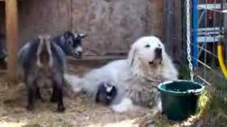 Newborn Pygmy goat kids meet BIG DOG  May 08 [upl. by Lledrev]