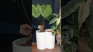 Philodendron Mcdowell in Infinito Radius planter collab with ANTI handmade handpainted plantpots [upl. by Maletta362]