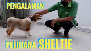 DOG REVIEW  SHETLAND SHEEPDOG INDONESIA [upl. by Delmer]