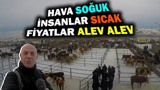 Ardahan Hayvan Pazarında PİYASA NASIL [upl. by Lemkul912]