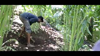 How to Grow Cardamom  Growing amp Maintenance cardamom plantation Elaichi [upl. by Mayberry887]