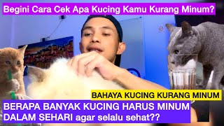 BERAPA BANYAK KUCING HARUS MINUM  Apa Bahaya Kucing Kurang Minum  Ciri Ciri Kucing Dehidrasi [upl. by Templa]