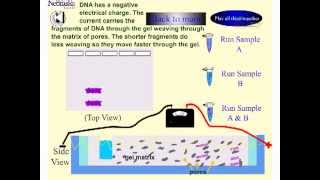 Gel electrophoresis [upl. by Lilhak]