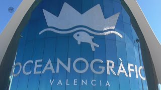 Oceanogràfic Valencia  Il più grande acquario d’Europa [upl. by Ahsikcin]