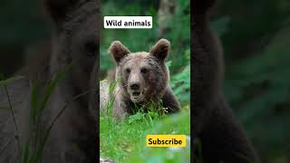 🌿 Amazing Animals in Action youtubeshorts trending funny cuteanimals [upl. by Atirehs962]