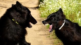 Belgian Groenendael Dog Attack [upl. by Dwyer145]