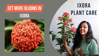 How to Grow and Care for Ixora Plant  Best Flowering Plant [upl. by Nahgiem821]