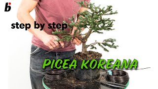 PICEA KOREANA Removing branches [upl. by Lovato]