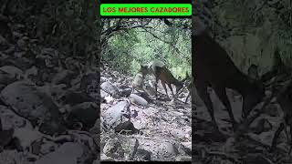 coyotes cazando faunasalvaje naturewildlife naturaleza [upl. by Acirderf]