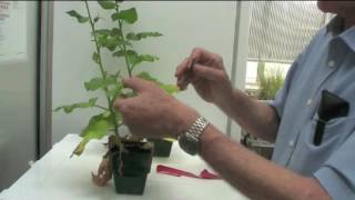 How to inoculate viruses onto plants [upl. by Boykins103]