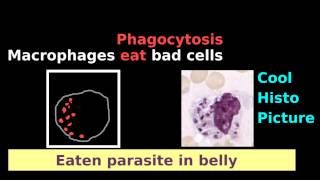 Macrophage Monocyte Dendritic Cell Easy Histology Phagocytosis Antigen [upl. by Der867]