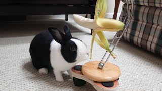 Rabbit FREAKS OUT over banana machine [upl. by Helenka]