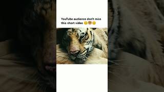 YouTube audience dont miss this short video 😊🐯😊 song bollywood love trending viralsong [upl. by Etnovahs]