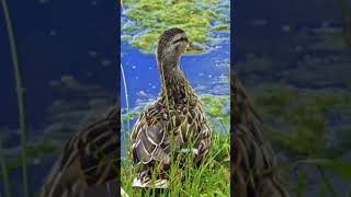 Wild duck Waterfowl waterbird duck waterfowl [upl. by Yhtorod]