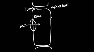 Amiloride Diuretics Made Simple [upl. by Ninette]