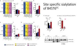 Sitespecific sialylation of B4ST6FC results in antiinflammation response Code 690 [upl. by Eselehs486]