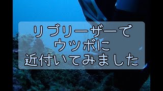 リブリーザーでウツボに近づいてみました。 [upl. by Salina]