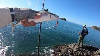 Rosslyn Bay Rock Fishing  Yeppoon  Catch and Release  QLD [upl. by Mendelson]