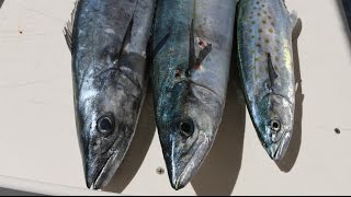 Can You Identify These 3 Mackerel Species Cero Spanish and King [upl. by Shabbir]