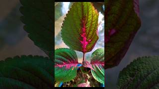 Colour 🌱 Leaf🍂youtubeshorts flowers nature shorts [upl. by Healey284]