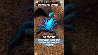 Blue forest scorpions Javanimetrus cyaneus venom isn’t strong dispute having a large stinger [upl. by Aruam658]