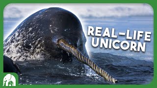 Narwhals Mythical Unicorns of the Arctic [upl. by Phenice237]