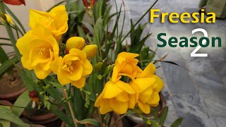 How to Grow Freesia from Bulb  Fragrant Flower  Complete Season 20 with Updates [upl. by Trout41]