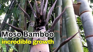 How MOSO BAMBOO PHYLLOSTACHYS EDULIS Grows So Fast [upl. by Etteniotna]