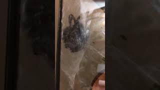 Pink toed tarantula molting Time lapse [upl. by Sigfried]