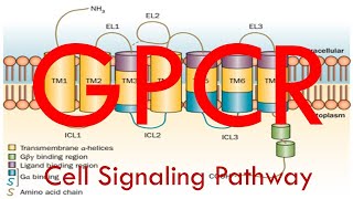 GPCR Cell Signaling Pathway Simplified [upl. by Duaner202]