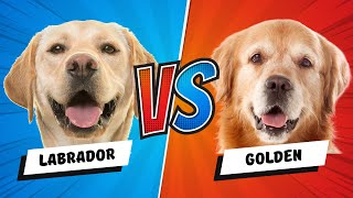 Labrador Retriever vs Golden Retriever  Which is Better Dog vs Dog [upl. by Lacym]