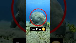 The Sea Cow That Never Stops Eating 🌊🐄 [upl. by Sochor546]