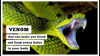 Deadly Boomslang Snake  Venom Can Make You Bleed From Every Holes On Your Body  Agent Knowledge [upl. by Yelsa]