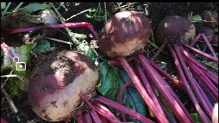 beets harvest [upl. by Latreece]