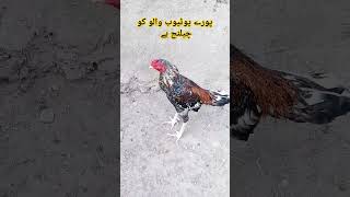 Poray Youtube ko chalaing hi aseelmurga viralshortsvideo birds subscribers [upl. by Akehsal356]