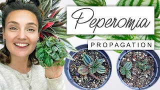 FASTEST Peperomia Plant Propagation  Propagate With Me 🌿 [upl. by Eleirbag18]