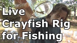 How to Rig a Live Crayfish for Fishing [upl. by Gerik]