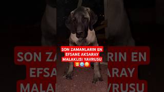 SON ZAMANLARIN EN EFSANE ANADOLU ASLANI AKSARAY MALAKLISI YAVRUSU shorts kangal short dog [upl. by Atteuqihc882]