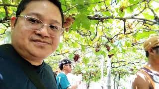 Grapes Farm  Bauang LA Union Philippines 🇵🇭 [upl. by Oreves]