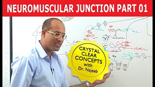 Neuromuscular Junction  Dr Najeeb  Part 12 [upl. by Philis155]